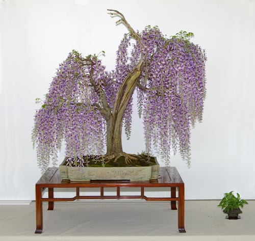 بونسای پیچ گلیسین